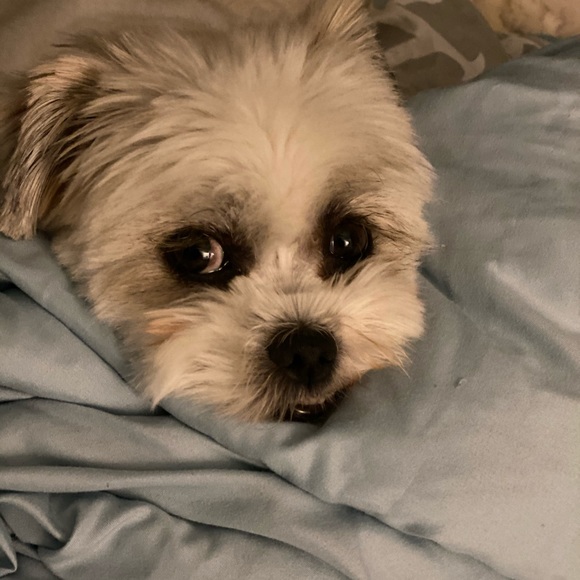 Meet your Posher, Brook - Picture 1 of 1